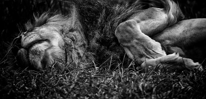Sleeping Lion - Free Stock Photo
