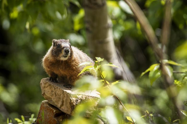 Free stock image of Marmot in the Jungle created by Pixabay