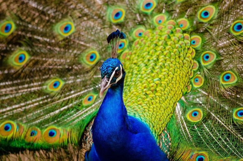 Free stock image of Beautiful Peacock created by Pixabay