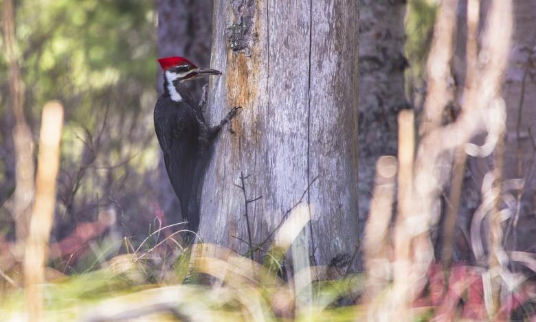 Free stock image of Pileated Woodpecker created by Pixabay