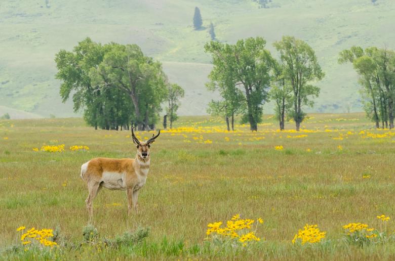 Free stock image of Wild Pronghorn created by Pixabay