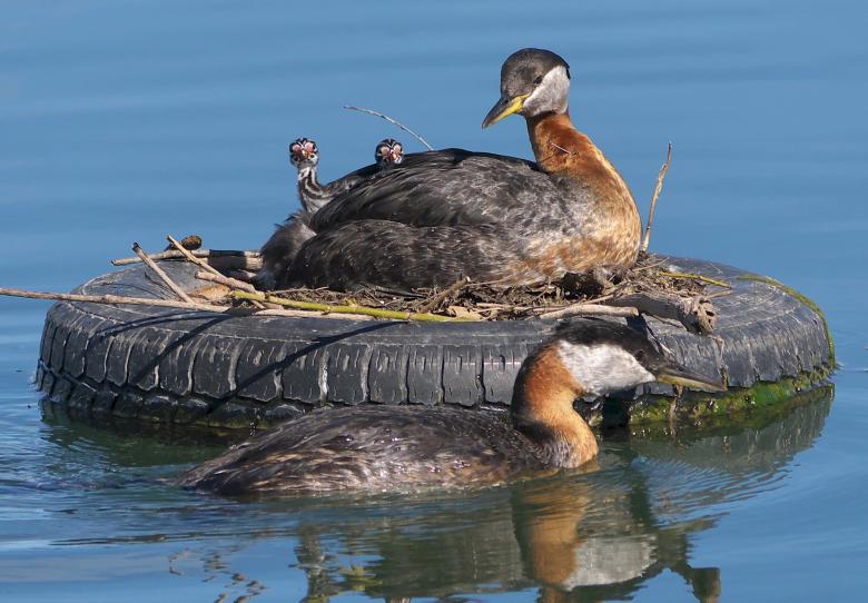 Free stock image of Red Necked Grebes created by Pixabay