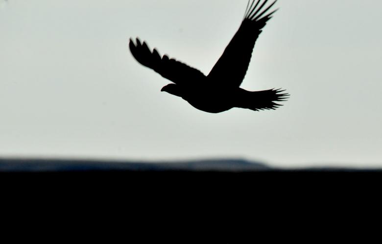 Free stock image of Sage Grouse created by Pixabay