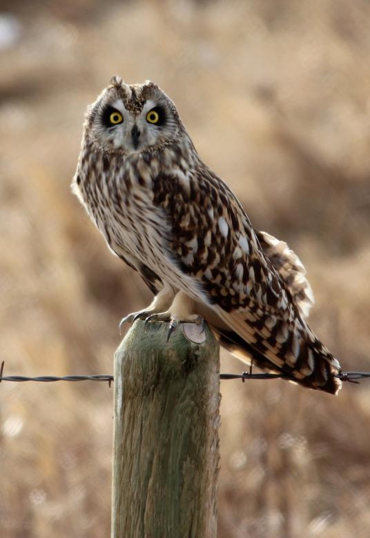 Free stock image of Short Eared Owl created by Pixabay