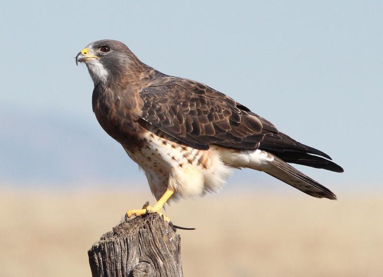 Free stock image of Swainsons Hawk created by Pixabay