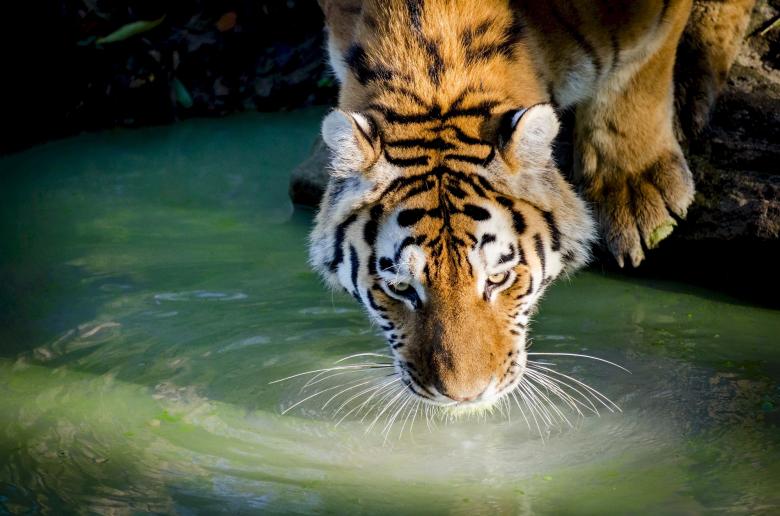 Free stock image of Bengal Tiger created by Pixabay