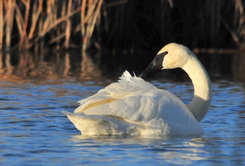 Free stock image of Trumpeter Swan created by Pixabay