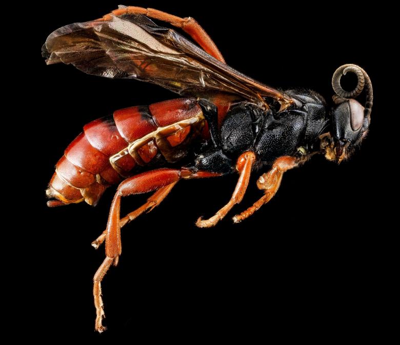 Free stock image of Wasp Closeup created by Pixabay
