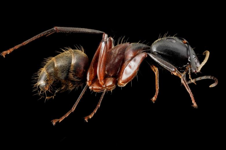 Free stock image of Worker Ant created by Pixabay