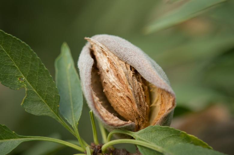Free stock image of Almonds on the Tree created by Pixabay