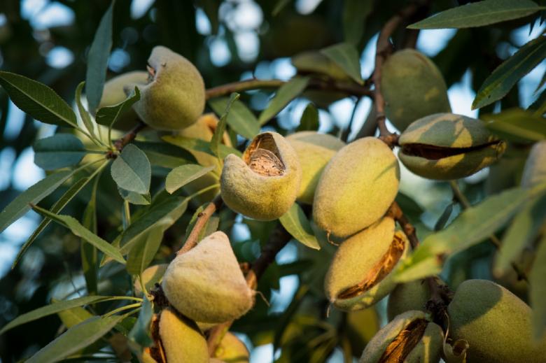 Free stock image of Almonds on the Tree created by Pixabay