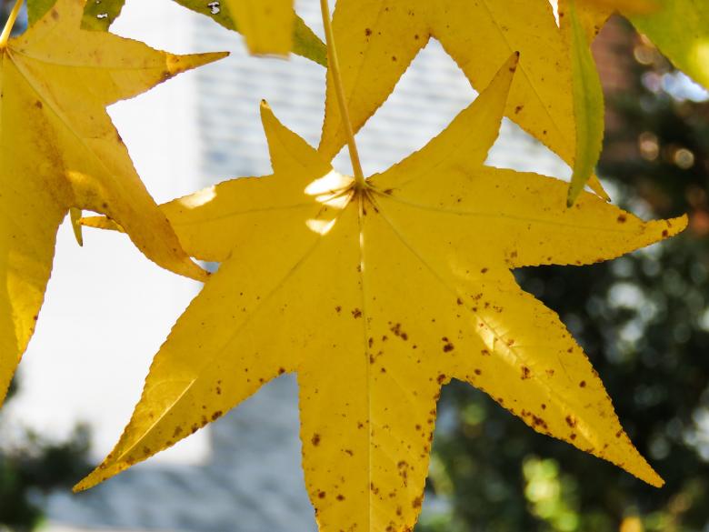 Free stock image of Autumn Leaves created by Pixabay