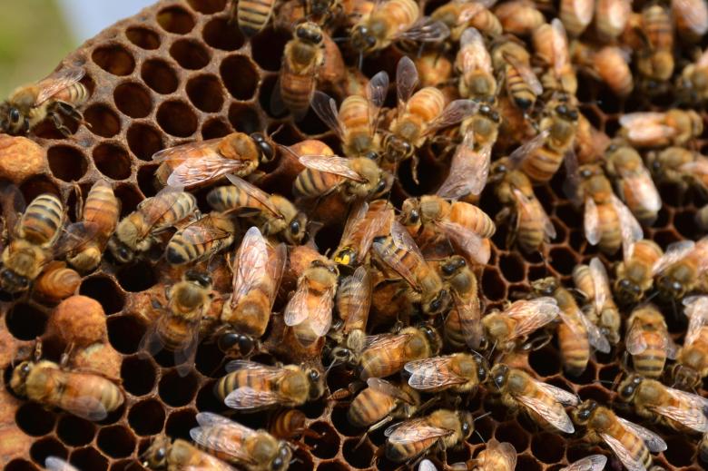 Free stock image of Group of Bees created by Pixabay