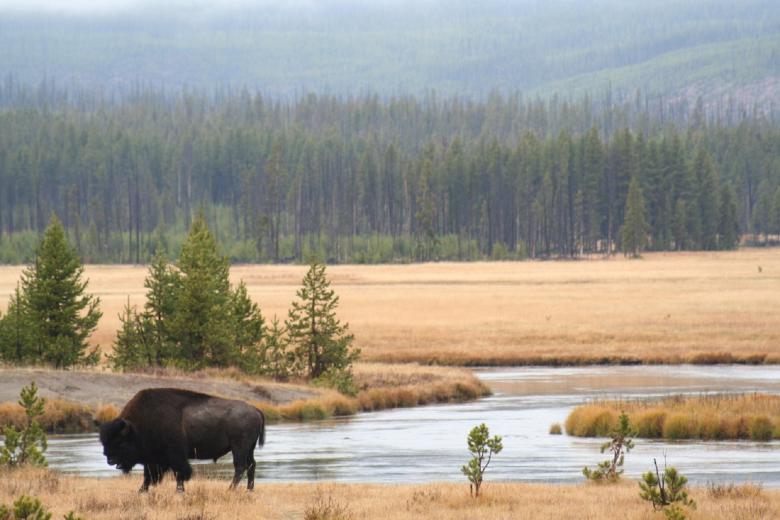 Free stock image of Wild Bison created by Pixabay