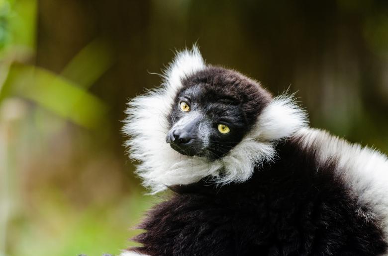 Free stock image of Ruffed Lemur created by Pixabay