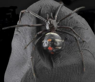 Black Widow Spider - Free Stock Photo