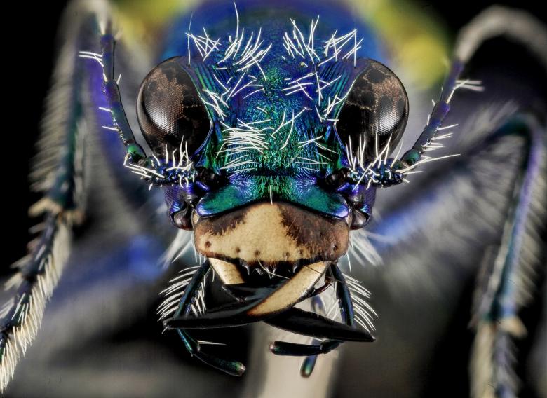 Free stock image of Festive Tiger Beetle created by Pixabay