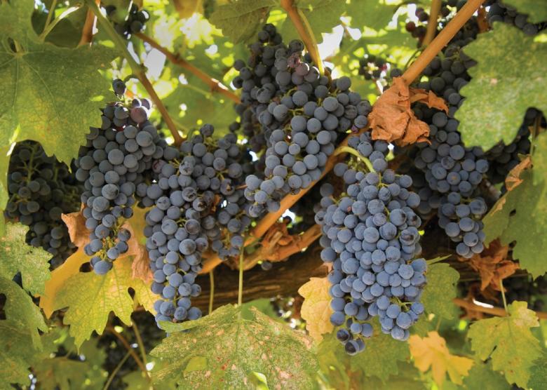 Free stock image of Fresh Grapes created by Pixabay