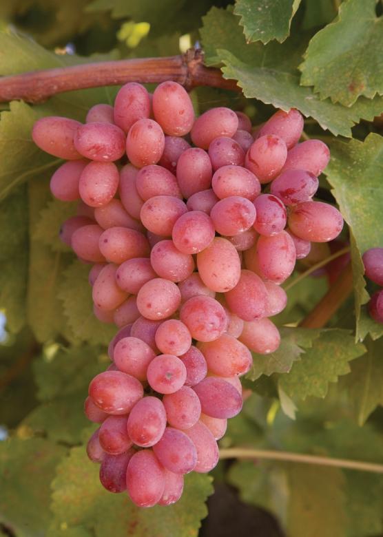 Free stock image of Fresh Grapes created by Pixabay