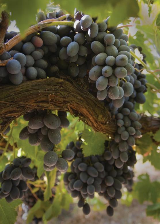 Free stock image of Fresh Grapes created by Pixabay