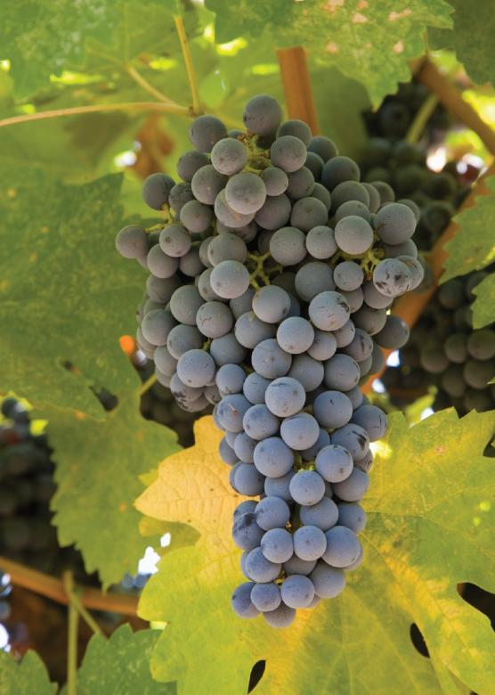 Free stock image of Fresh Grapes created by Pixabay
