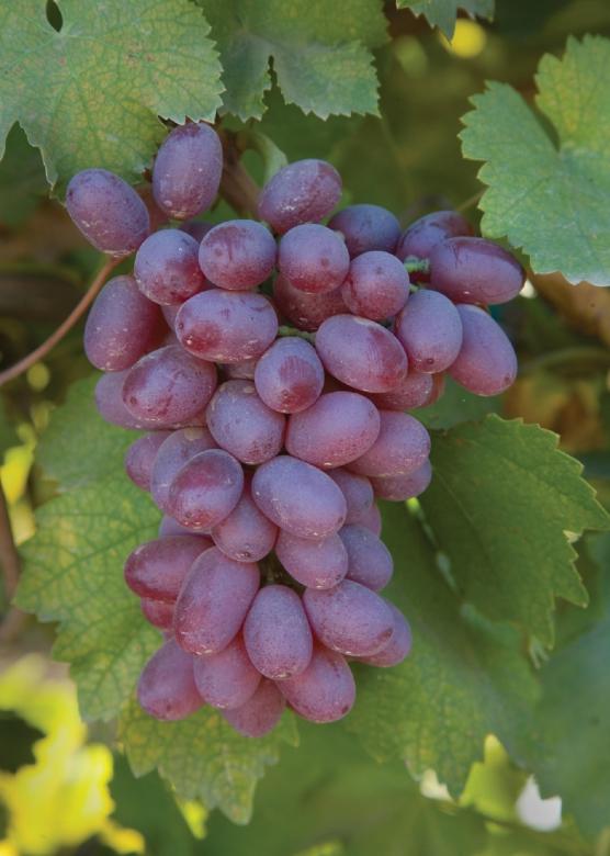 Free stock image of Fresh Grapes created by Pixabay