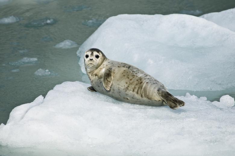 Free stock image of Harbor Seal created by Pixabay