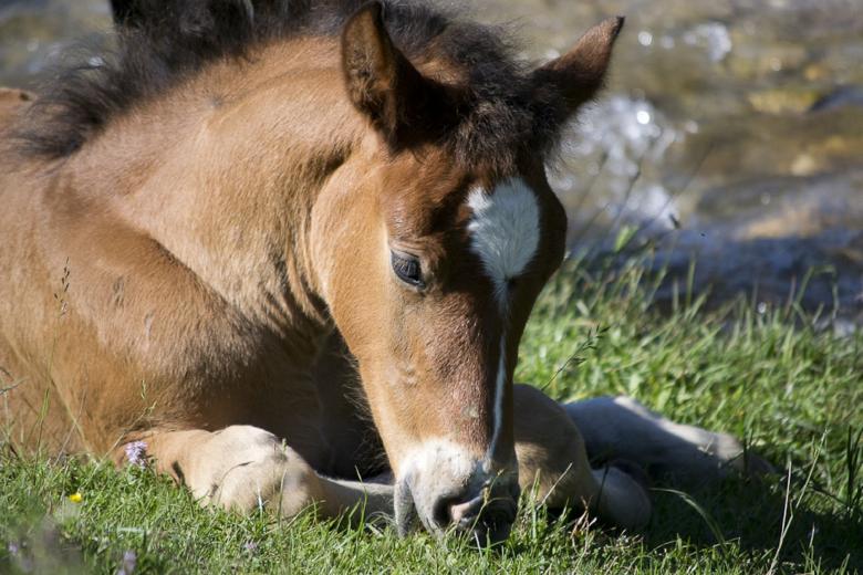 Free stock image of Wild Pony created by Pixabay