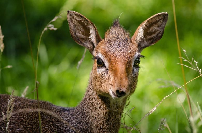Free stock image of Kirks Dik Dik created by Pixabay