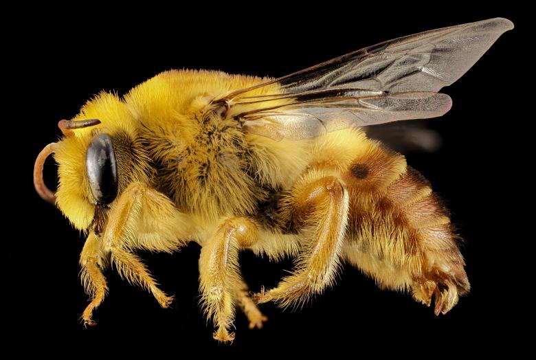 Free stock image of Plasterer Bee created by Pixabay