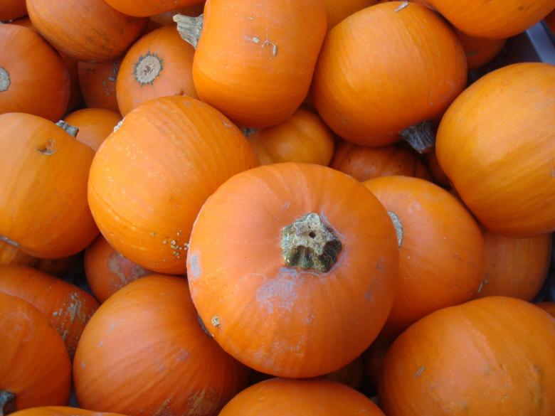 Free stock image of Fresh Pumpkins created by Pixabay