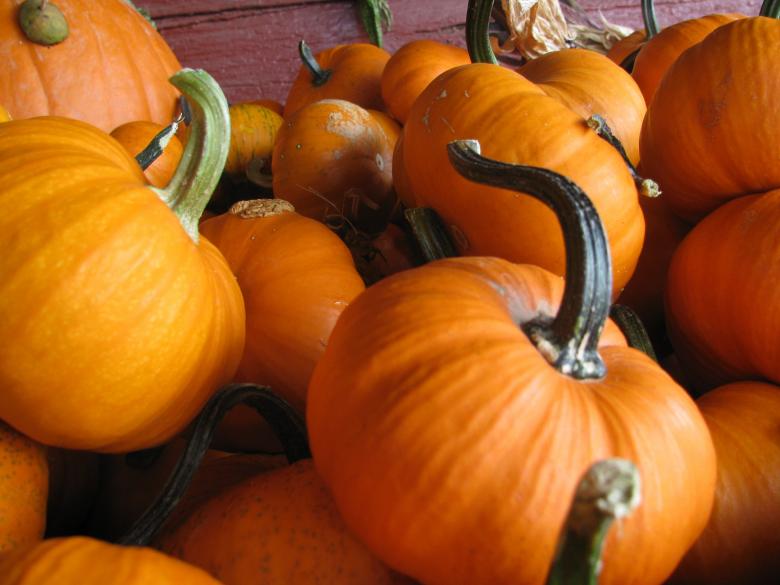 Free stock image of Fresh Pumpkins created by Pixabay