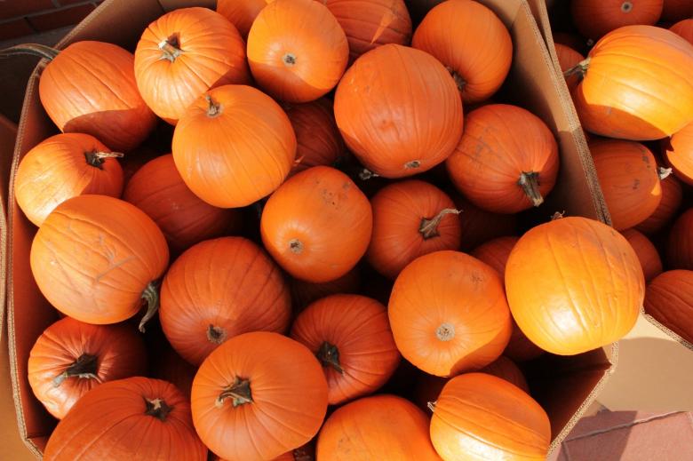 Free stock image of Fresh Pumpkins created by Pixabay