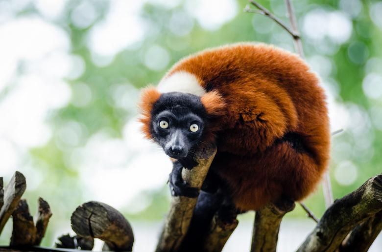 Free stock image of Red Ruffed Lemur created by Pixabay