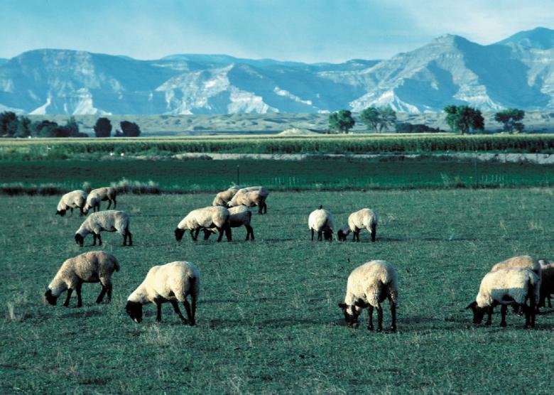 Free stock image of Mountain Sheeps created by Pixabay