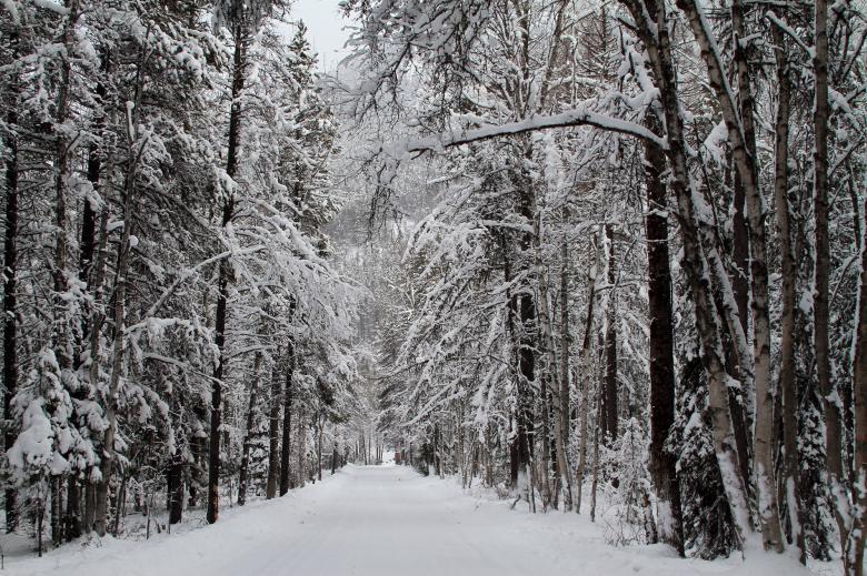 Free stock image of Frozen Jungle created by Pixabay