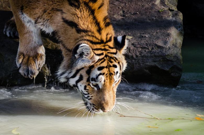 Free stock image of Tiger Drinking Water created by Pixabay