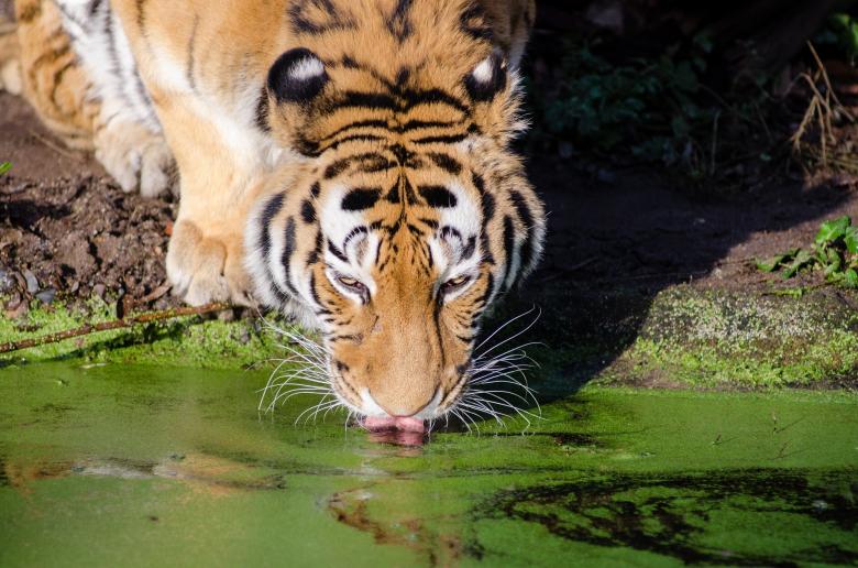 Free stock image of Tiger Drinking Water created by Pixabay
