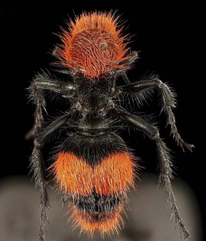 Free stock image of Velvet Ant created by Pixabay