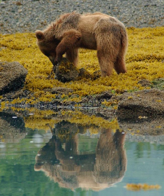 Free stock image of Brown Bear created by Pixabay