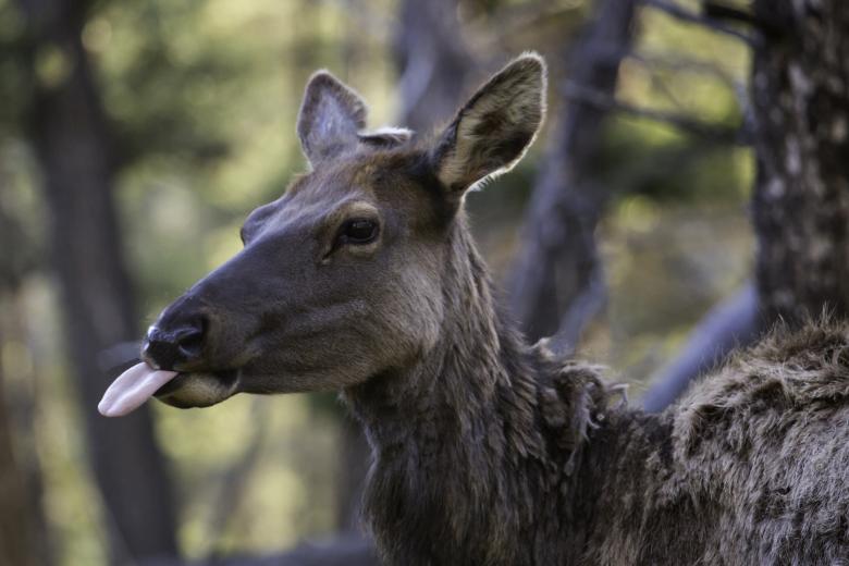Free stock image of Cow Elk created by Pixabay