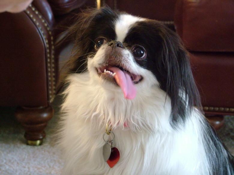 Free stock image of Cute Dog created by Pixabay
