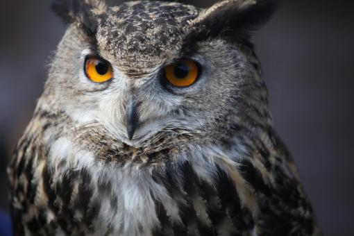 Eagle Owl - Free Stock Photo