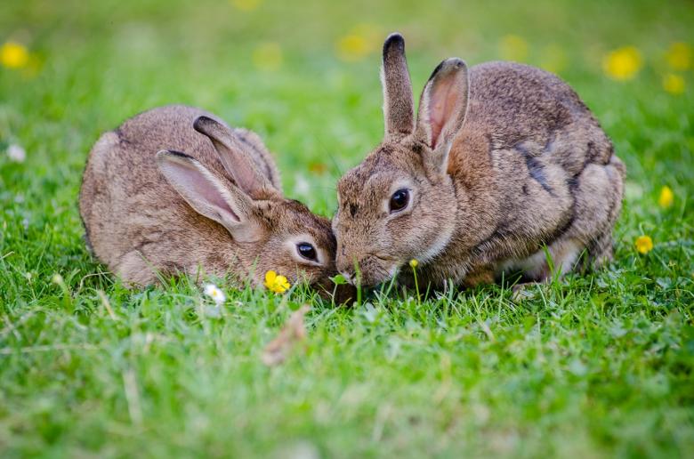 Free stock image of European Rabbits created by Pixabay