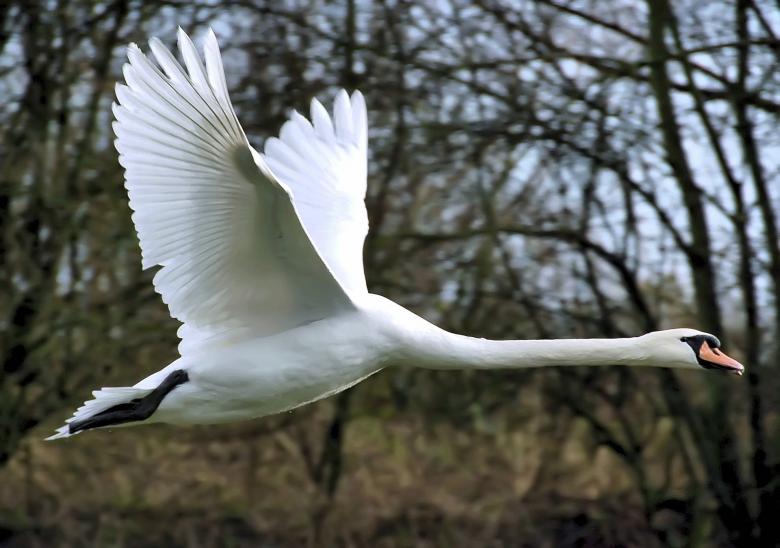 Free stock image of Mute Swan created by Pixabay