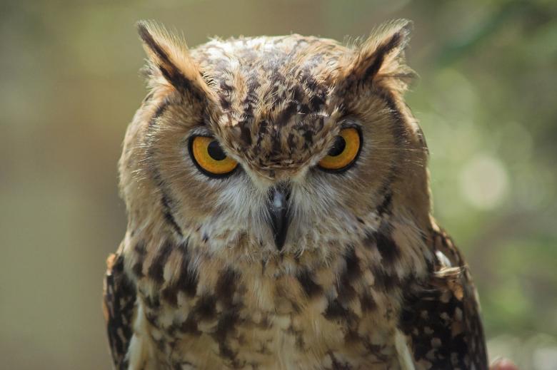 Free stock image of Owl Staring created by Pixabay