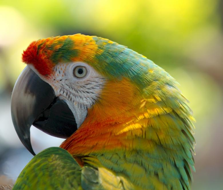 Free stock image of Parrot in the Park created by Pixabay