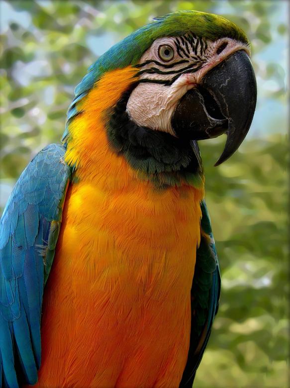 Free stock image of Parrot in the Park created by Pixabay