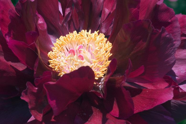 Free stock image of Peony Flower created by Pixabay