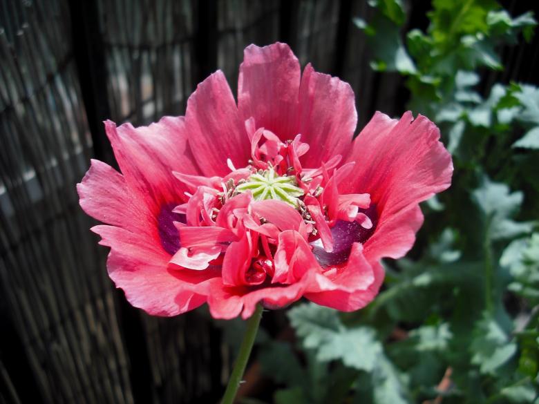 Free stock image of Fresh Poppy created by Pixabay